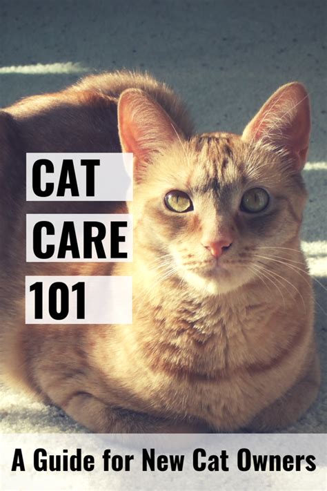 How to Care for a White Cat: Essential Tips for Owners.